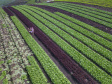  O produtor Bruno Schules, 32, de São José dos Pinhais, na Região Metropolitana de Curitiba (RMC), é um dos agricultores que trabalham com olericultura no Estado e recebem atendimento da Emater.  -  São José dos Pinhais, 04/04/2019  -  Foto: José Fernando Ogura/ANPr