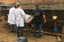A Delegacia de Proteção ao Meio Ambiente (DPMA) da Polícia Civil do Paraná apreendeu 250 animais silvestres ou em situação de maus tratos em Curitiba e região no primeiro trimestre deste ano. Foto: Polícia Civil