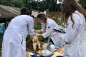 A Delegacia de Proteção ao Meio Ambiente (DPMA) da Polícia Civil do Paraná apreendeu 250 animais silvestres ou em situação de maus tratos em Curitiba e região no primeiro trimestre deste ano. Foto: Polícia Civil