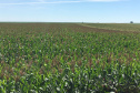 O Instituto Agronômico do Paraná (Iapar) promove de terça (4) a quinta (6), em diversas cidades do Paraná, a Rodada Técnica de Fungicidas em Milho. O evento vai reunir parceiros do instituto, como agricultores que produzem sementes com as variedades da instituição, técnicos de cooperativas e extensionistas da Emater para um treinamento.  -  Foto: Divulgação IAPAR
