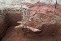 IAPAR realiza Manhã de Campo da Mandioca . Foto: Iapar