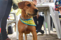 A Secretaria de Estado do Desenvolvimento Sustentável e do Turismo, em parceria com a Prefeitura de Pontal do Paraná, promove uma ação para castração gratuita de cães e gatos do município, incluindo a Ilha do Mel. Foto: Denis Ferreira Netto/SEDEST