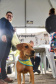 A Secretaria de Estado do Desenvolvimento Sustentável e do Turismo, em parceria com a Prefeitura de Pontal do Paraná, promove uma ação para castração gratuita de cães e gatos do município, incluindo a Ilha do Mel. Foto: Denis Ferreira Netto/SEDEST