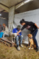 A Secretaria de Estado do Desenvolvimento Sustentável e do Turismo, em parceria com a Prefeitura de Pontal do Paraná, promove uma ação para castração gratuita de cães e gatos do município, incluindo a Ilha do Mel. Foto: Denis Ferreira Netto/SEDEST