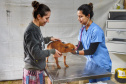A Secretaria de Estado do Desenvolvimento Sustentável e do Turismo, em parceria com a Prefeitura de Pontal do Paraná, promove uma ação para castração gratuita de cães e gatos do município, incluindo a Ilha do Mel. Foto: Denis Ferreira Netto/SEDEST