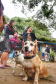 A Secretaria de Estado do Desenvolvimento Sustentável e do Turismo, em parceria com a Prefeitura de Pontal do Paraná, promove uma ação para castração gratuita de cães e gatos do município, incluindo a Ilha do Mel. Foto: Denis Ferreira Netto/SEDEST