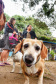 A Secretaria de Estado do Desenvolvimento Sustentável e do Turismo, em parceria com a Prefeitura de Pontal do Paraná, promove uma ação para castração gratuita de cães e gatos do município, incluindo a Ilha do Mel. Foto: Denis Ferreira Netto/SEDEST