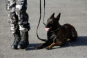 A soldado Angélica Aparecida Chuede é a primeira mulher a fazer parte da Companhia de Operações com Cães (COC) do Batalhão de Operações Especiais (BOPE), em 47 anos de criação da subunidade. A inclusão da militar estadual aconteceu com a formatura dela no Curso de Cinotecnia na última semana, que fez todas as etapas com seu cão Hunter.  -  Curitiba, 04/07/2019  =-  Foto: Soldado Amanda Morais