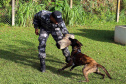A soldado Angélica Aparecida Chuede é a primeira mulher a fazer parte da Companhia de Operações com Cães (COC) do Batalhão de Operações Especiais (BOPE), em 47 anos de criação da subunidade. A inclusão da militar estadual aconteceu com a formatura dela no Curso de Cinotecnia na última semana, que fez todas as etapas com seu cão Hunter.  -  Curitiba, 04/07/2019  =-  Foto: Soldado Amanda Morais
