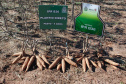 Dezenas de produtores rurais, empresários e lideranças políticas e empresariais do Noroeste do Paraná e até do Mato Grosso do Sul compareceram ao Polo Regional de Pesquisa do Instituto Agronômico do Paraná (Iapar) em Paranavaí no sábado (6). Eles foram conhecer a nova variedade de mandioca lançada pelo Instituto, a IPR B36.  Paranavaí,  06/07/2019  -   Foto:  Lucas Vieira Araujo