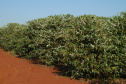 Iapar pesquisa novas cultivares para produção de cafés gourmets. Foto: Iapar