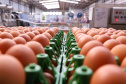 O governador Carlos Massa Ratinho Junior participou nesta terça-feira (23), em Cascavel, do evento de certificação SISBI (Sistema Brasileiro de Inspeção de Produtos de Origem Animal) para a Granja Refem, que desenvolve um projeto pioneiro no Estado de produção de ovos a partir da criação de galinhas sem gaiola. Foto: Rodrigo Felix Leal/ANPr