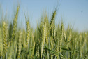 Iapar e parceiros realizam Dia de Campo de Inverno   . Foto: Iapar