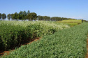 O Instituto Agronômico do Paraná (Iapar) promove nesta quarta-feira (7) dois eventos. Na Estação Experimental de Santa Tereza do Oeste, a 25 km de Cascavel, será o Dia de Campo de Culturas para Obtenção de Óleo. No Polo Regional de Pesquisa de Pato Branco, Sudoeste do Estado, acontece a Jornada Tecnológica de Leite a Pasto. Foto: Iapar
