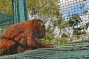 O Instituto Ambiental do Paraná (IAP) encaminhou nesta segunda-feira (06) um bugio para o Instituto Conservacionista Anami, em São José dos Pinhais. O local é especializado em proteção e recuperação de grandes primatas. O animal foi levado ao Centro de Apoio à Fauna Silvestre (Cafs) em maio deste ano pela Secretaria de Saúde do mesmo município com suspeita de febre amarela. Foto: Denis Ferreira Netto/SEDEST