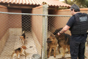 A Polícia Civil do Paraná (PCPR) cumpriu 11 mandados de busca e apreensão nesta terça-feira (13) em endereços ligados a uma rede de pet shops. Sócios e funcionários da empresa são suspeitos por maus-tratos a animais, estelionato e falsificação de documentos privados. Foto: Divulgação/Polícia Civil