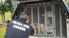 A Polícia Civil do Paraná (PCPR) cumpriu 11 mandados de busca e apreensão nesta terça-feira (13) em endereços ligados a uma rede de pet shops. Sócios e funcionários da empresa são suspeitos por maus-tratos a animais, estelionato e falsificação de documentos privados. Foto: Divulgação/Polícia Civil