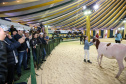 O governador Carlos Massa Ratinho Junior visita nesta quinta-feira (15), a Agroleite, realizado pela Cooperativa Castrolanda, em Castro, nos Campos Gerais. Considerado um dos maiores eventos da cadeia do leite na América, a Agroleite tem foco na tecnologia, produtividade e melhores resultados para os produtores. Castro, 15/08/2019 - Foto: Geraldo Bubniak/AEN