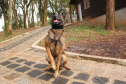 A Polícia Civil do Paraná prepara a aposentadoria de sua cachorra policial Shiva. Após seis anos de serviço prestado à sociedade, com inúmeras apreensões de drogas, que levaram à prisão de muitos traficantes, o descanso é merecido. Foto: Fabio Dias/PCPR
