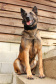 A Polícia Civil do Paraná prepara a aposentadoria de sua cachorra policial Shiva. Após seis anos de serviço prestado à sociedade, com inúmeras apreensões de drogas, que levaram à prisão de muitos traficantes, o descanso é merecido. Foto: Fabio Dias/PCPR