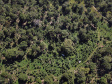 Produção de Erva Mate em São Mateus do Sul. Foto: José Fernando Ogura/ANPr - 01/2019