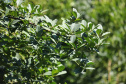 Produção de Erva Mate em São Mateus do Sul. Foto: José Fernando Ogura/ANPr - 01/2019