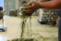 Produção de Erva Mate em São Mateus do Sul. Foto: José Fernando Ogura/ANPr - 01/2019