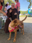 O Paraná Pet Amigo resultou na adoção de 91 animais, consequência dos eventos realizados no Parque Barigui, em Curitiba, e em diversos pontos do Interior do Estado. A ação promovida pela Secretaria de Estado Desenvolvimento Sustentável e do Turismo ocorreu no sábado (05) simultaneamente a outras atividades do Outubro Rosa, com programação integrada pelas Secretarias de Estado da Justiça, Família e Trabalho e da Saúde.
