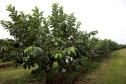 Plantação de goiaba em Carlópolis. Foto:Jaelson Lucas / AEN