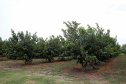 Plantação de goiaba em Carlópolis. Foto:Jaelson Lucas / AEN