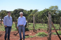 Um novo empreendimento de fruticultura, que recebe investimentos de R$ 26 milhões e está sendo instalado em Santo Antonio do Paraíso, no Norte Pioneiro, deverá impactar a economia da região. O empreendimento Vila Puree é integrado com produtores, que vão produzir oito tipos de frutas para extração da polpa. A renda que será gerada no campo está estimada em R$ 3,2 milhões por ano agrícola. Foto:Divulgação/SEAB