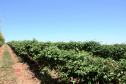 Um novo empreendimento de fruticultura, que recebe investimentos de R$ 26 milhões e está sendo instalado em Santo Antonio do Paraíso, no Norte Pioneiro, deverá impactar a economia da região. O empreendimento Vila Puree é integrado com produtores, que vão produzir oito tipos de frutas para extração da polpa. A renda que será gerada no campo está estimada em R$ 3,2 milhões por ano agrícola. Foto:Divulgação/SEAB