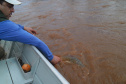 O Instituto Ambiental do Paraná (IAP) anuncia o período de restrição à pesca de espécies nativas no Paraná a partir desta sexta-feira (01) e segue até março de 2020. Todas as espécies nativas do Estado são protegidas, como bagre, dourado, jaú, pintado e lambari. É durante esse período, conhecido como piracema, que a maioria delas se reproduz. Foto: Arquivo/IAP
