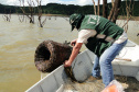 O Instituto Ambiental do Paraná (IAP) anuncia o período de restrição à pesca de espécies nativas no Paraná a partir desta sexta-feira (01) e segue até março de 2020. Todas as espécies nativas do Estado são protegidas, como bagre, dourado, jaú, pintado e lambari. É durante esse período, conhecido como piracema, que a maioria delas se reproduz. Foto: Arquivo/IAP