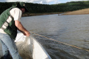 O Instituto Ambiental do Paraná (IAP) anuncia o período de restrição à pesca de espécies nativas no Paraná a partir desta sexta-feira (01) e segue até março de 2020. Todas as espécies nativas do Estado são protegidas, como bagre, dourado, jaú, pintado e lambari. É durante esse período, conhecido como piracema, que a maioria delas se reproduz. Foto: Arquivo/IAP
