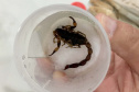 A Secretaria da Saúde do Paraná orienta a manter os ambientes limpos e organizados para evitar o aparecimento de animais peçonhentos, como aranhas, escorpiões, serpentes, que têm maior incidência em períodos de calor. Dados de 2018 indicam que no Paraná aconteceram mais de 18 mil acidentes com algum tipo de animal peçonhento.Foto: Divulgação/SESA