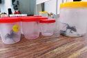 A Secretaria da Saúde do Paraná orienta a manter os ambientes limpos e organizados para evitar o aparecimento de animais peçonhentos, como aranhas, escorpiões, serpentes, que têm maior incidência em períodos de calor. Dados de 2018 indicam que no Paraná aconteceram mais de 18 mil acidentes com algum tipo de animal peçonhento.Foto: Divulgação/SESA