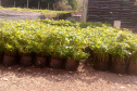 IAP vai participar do projeto Águas da Serra . Foto: Arquivo/SEDEST
