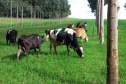 O trabalho do Instituto Emater com produtores da região de Francisco Beltrão trouxe um aumento médio de 35% na produção diária de leite por vaca, o que representa quase 3 mil litros a mais por mês em cada propriedade. O incremento na renda das famílias foi significativo e houve ainda redução do custo de produção. Foto: Emater