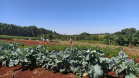 A Penitenciária Estadual de Cascavel (PEC) implementou um novo setor de trabalho para os presos: uma horta orgânica. O objetivo do projeto, denominado ?Volta ao Campo?, é prover uma alimentação com ainda mais qualidade aos detentos e, também, aos servidores do Departamento Penitenciário do Paraná (Depen) lotados na unidade, além da ressocialização, da remição de pena e da profissionalização dos detentos.  -  Cascavel, 28/02/2020  -  Foto: Divulgação Depen PR
