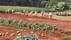 A Penitenciária Estadual de Cascavel (PEC) implementou um novo setor de trabalho para os presos: uma horta orgânica. O objetivo do projeto, denominado ?Volta ao Campo?, é prover uma alimentação com ainda mais qualidade aos detentos e, também, aos servidores do Departamento Penitenciário do Paraná (Depen) lotados na unidade, além da ressocialização, da remição de pena e da profissionalização dos detentos.  -  Cascavel, 28/02/2020  -  Foto: Divulgação Depen PR