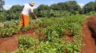 A Penitenciária Estadual de Cascavel (PEC) implementou um novo setor de trabalho para os presos: uma horta orgânica. O objetivo do projeto, denominado ?Volta ao Campo?, é prover uma alimentação com ainda mais qualidade aos detentos e, também, aos servidores do Departamento Penitenciário do Paraná (Depen) lotados na unidade, além da ressocialização, da remição de pena e da profissionalização dos detentos.  -  Cascavel, 28/02/2020  -  Foto: Divulgação Depen PR