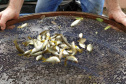 Poços e fossas com focos do mosquito da dengue estão sendo aterrados. Foto:Leandro Mello/Prefeitura de Barbosa Ferraz
