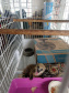 Instituto Água e Terra orienta sobre resgate de animais silvestres. Foto: Arquivo/CAFS/PMC/IAT