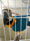 Instituto Água e Terra orienta sobre resgate de animais silvestres. Foto: Arquivo/CAFS/PMC/IAT