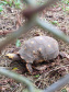 Instituto Água e Terra orienta sobre resgate de animais silvestres. Foto: Arquivo/CAFS/PMC/IAT