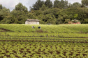 A determinação do Governo do Estado de que, mesmo com a situação criada pela pandemia do coronavírus, não apenas está mantida a compra de alimentos da agricultura familiar, como o volume será ampliado com aporte extra de R$ 20 milhões, animou as associações e cooperativas de produtores, que veem nisso a possibilidade de manutenção dos planos para seus negócios. Foto:Arnaldo Alves/AEN