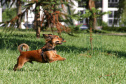 Cuidados de higiene devem ser estendidos a animais domésticos. Foto: Rodrigo Felix Leal