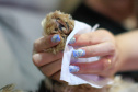 Cuidados de higiene devem ser estendidos a animais domésticos. Foto: Geraldo Bubniak/AEN