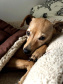 Cuidados de higiene devem ser estendidos a animais domésticos. Foto: Divulgação?AEN